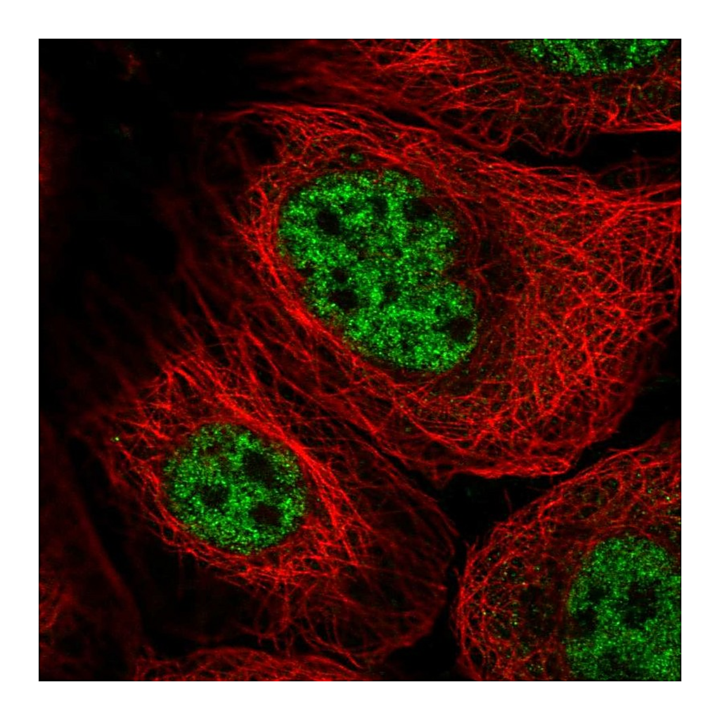 Atlas Antibodies Anti-GINS3 Antibody