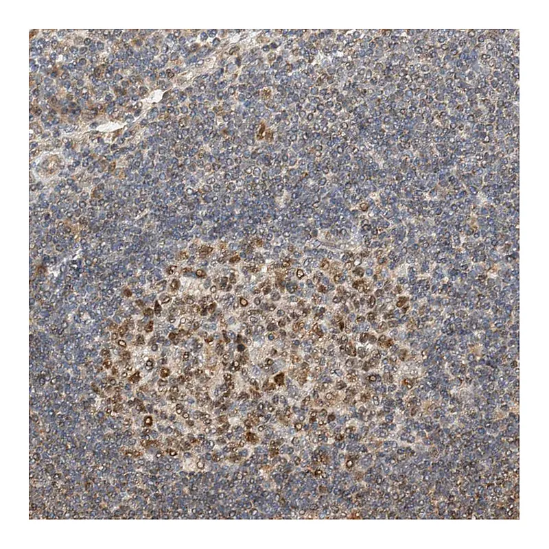 Atlas Antibodies Anti-GINS4 Antibody