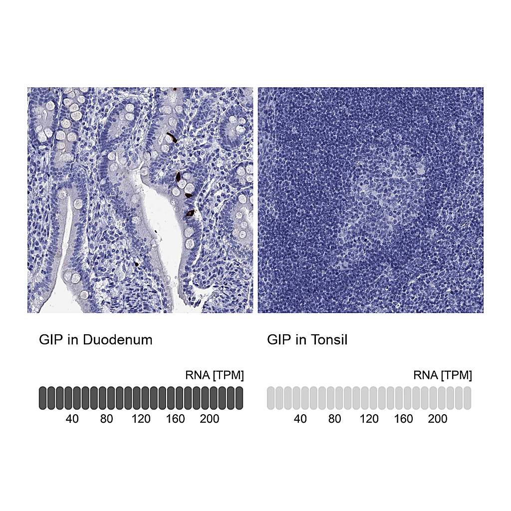 Atlas Antibodies Anti-GIP Antibody