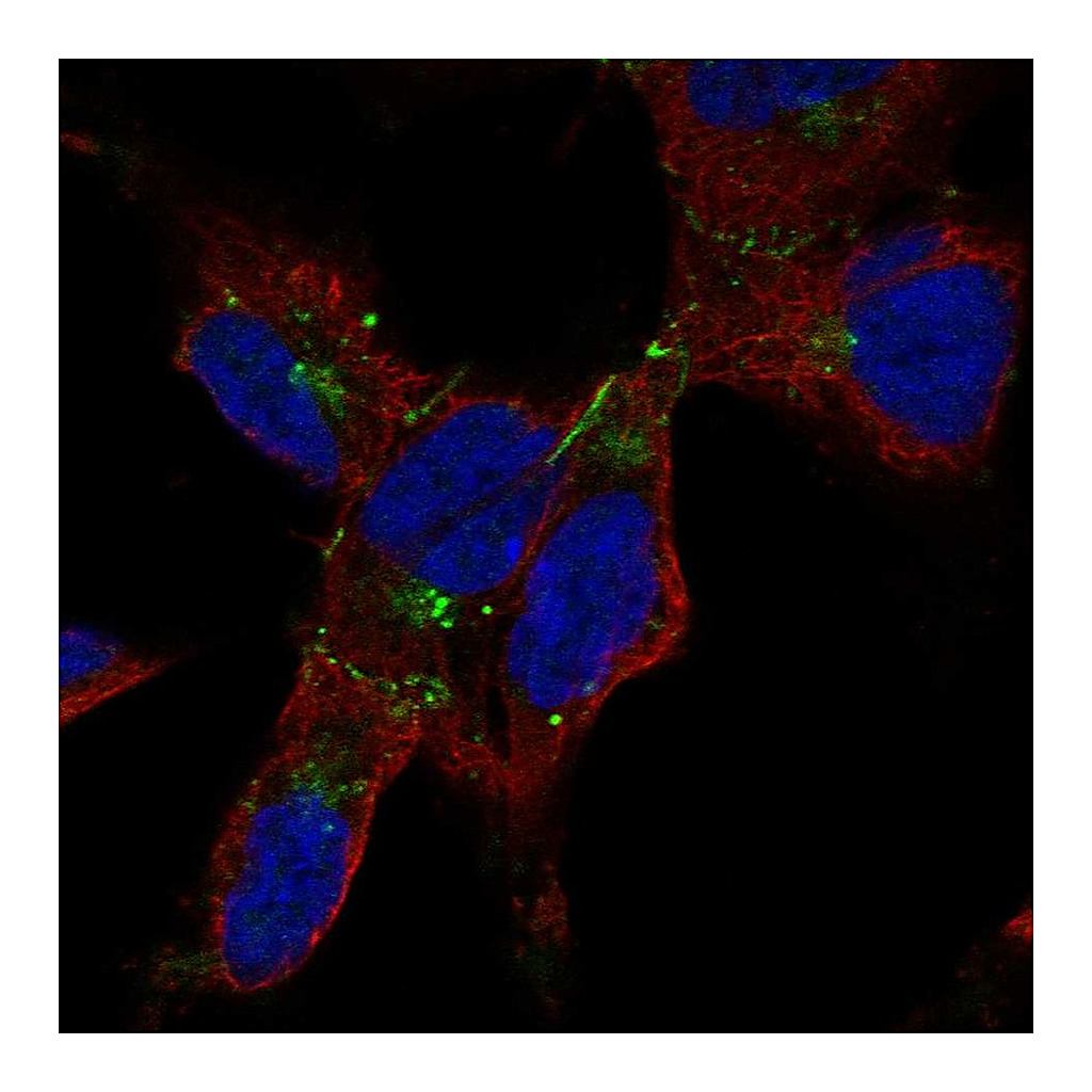 Atlas Antibodies Anti-GJA1 Antibody