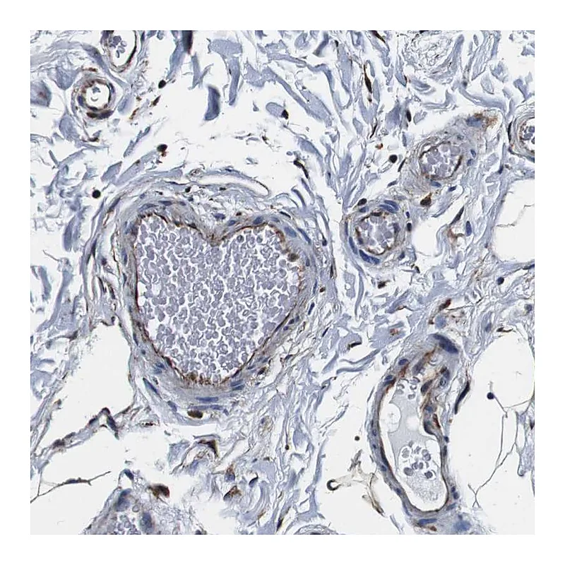 Atlas Antibodies Anti-GJE1 Antibody
