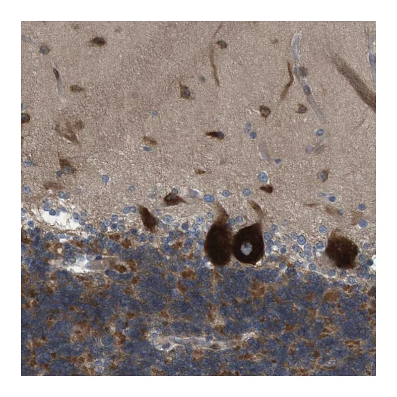 Atlas Antibodies Anti-GJC3 Antibody