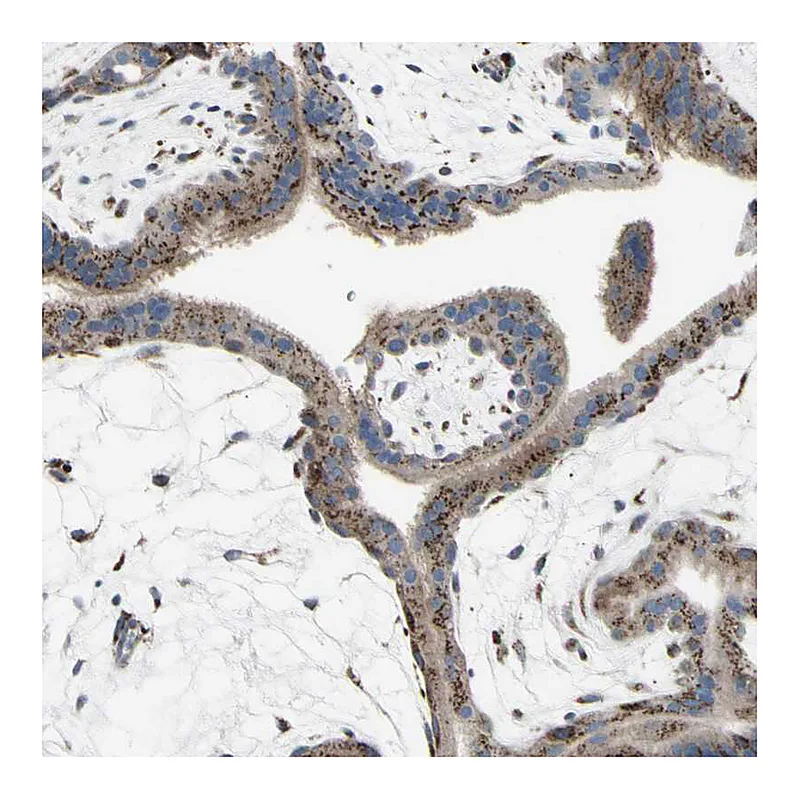 Atlas Antibodies Anti-GLG1 Antibody