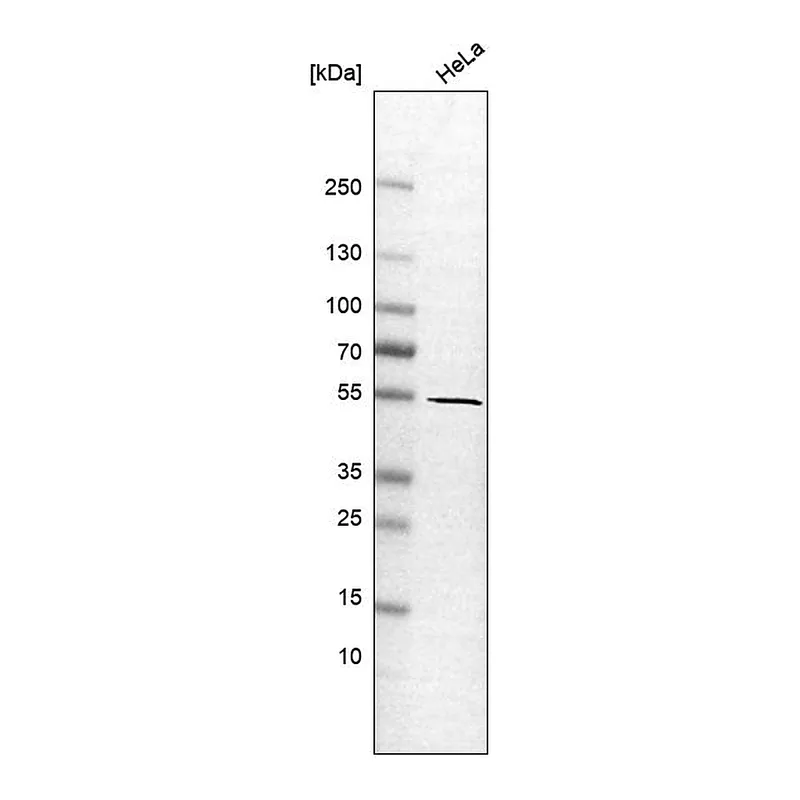 Atlas Antibodies Anti-GLIS2 Antibody
