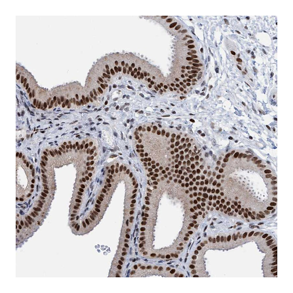 Atlas Antibodies Anti-GLRX2 Antibody