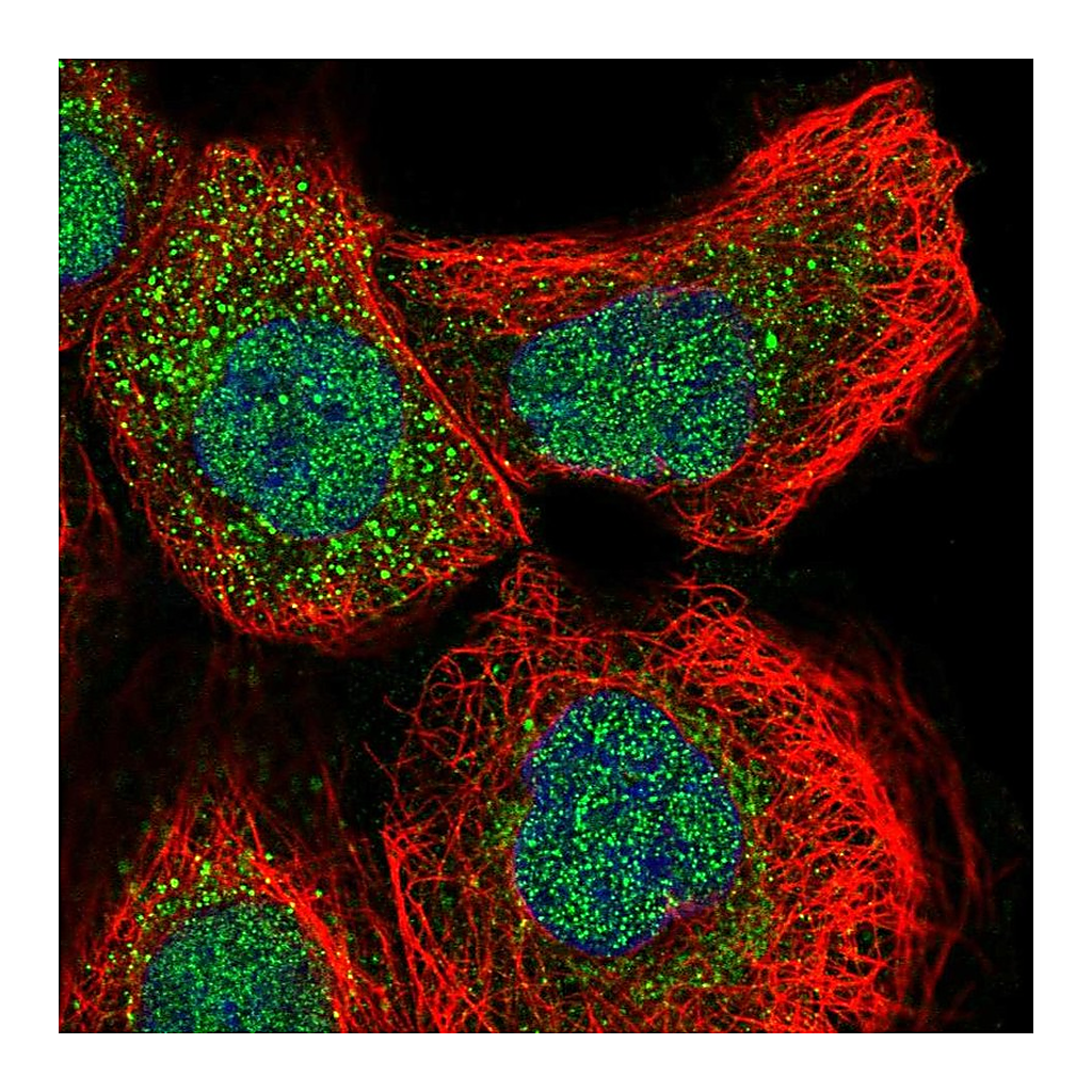 Atlas Antibodies Anti-GLRX2 Antibody