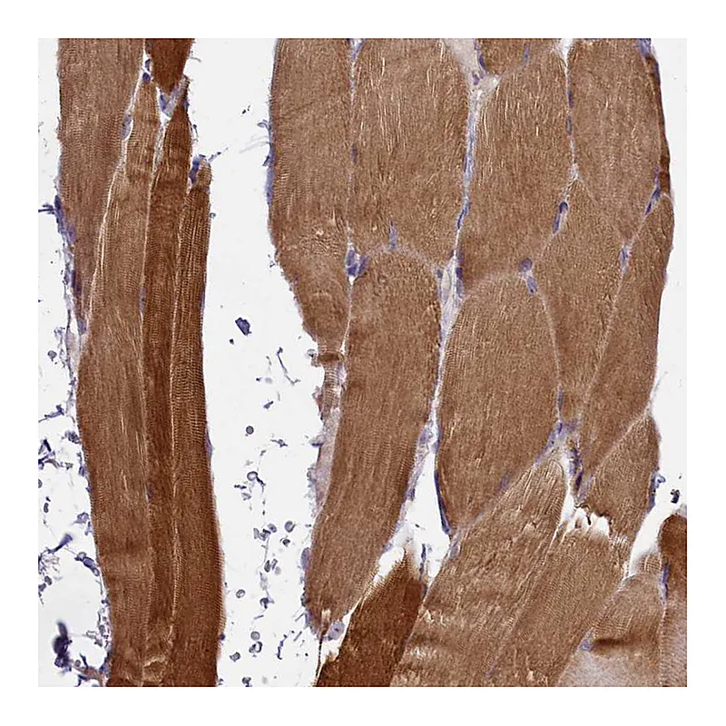 Atlas Antibodies Anti-GLRX5 Antibody