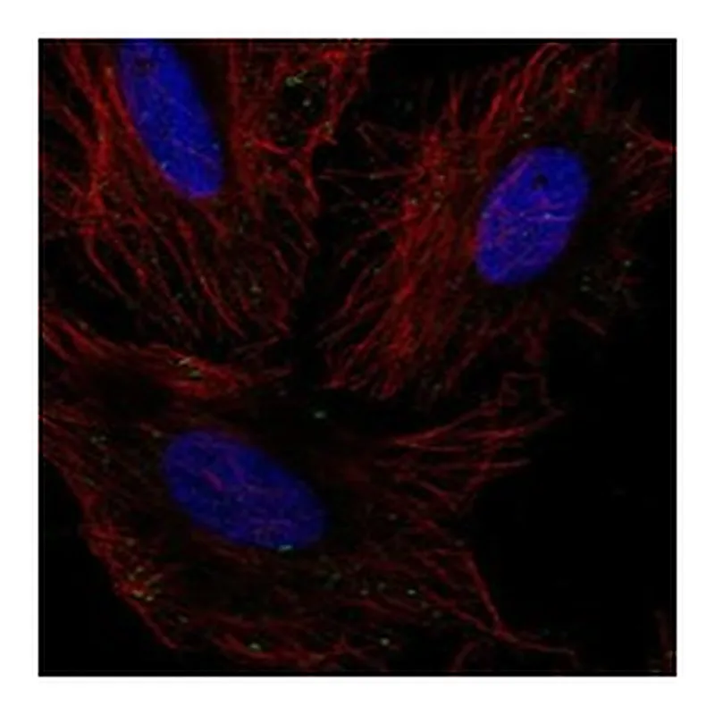 Atlas Antibodies Anti-GLT8D2 Antibody