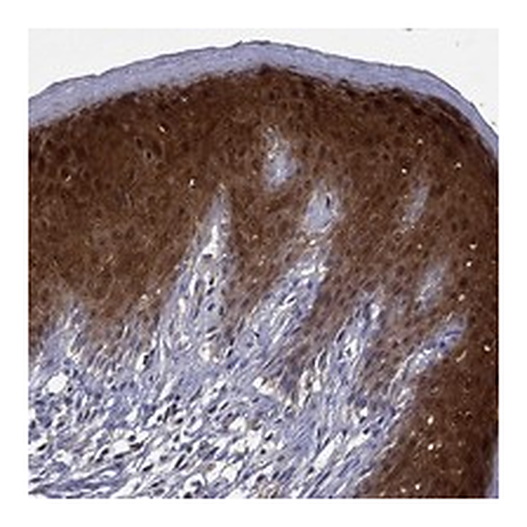 Atlas Antibodies Anti-GLTP Antibody