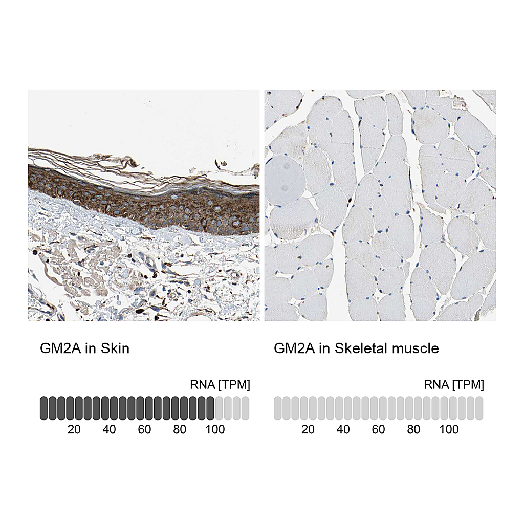 Atlas Antibodies Anti-GM2A Antibody