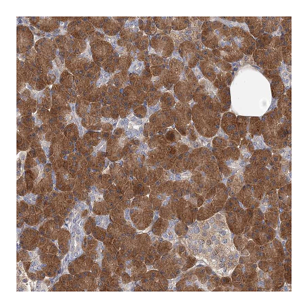 Atlas Antibodies Anti-GMPPA Antibody