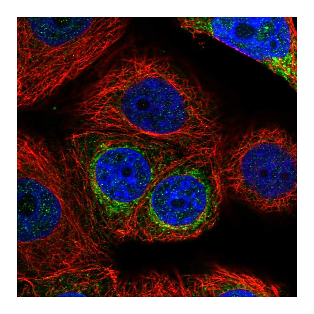 Atlas Antibodies Anti-GMPS Antibody