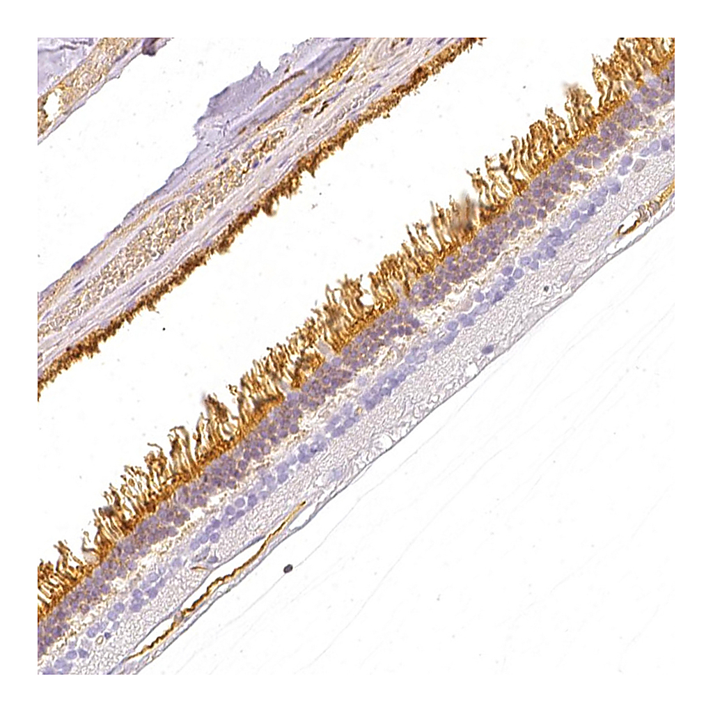 Atlas Antibodies Anti-GNAT1 Antibody