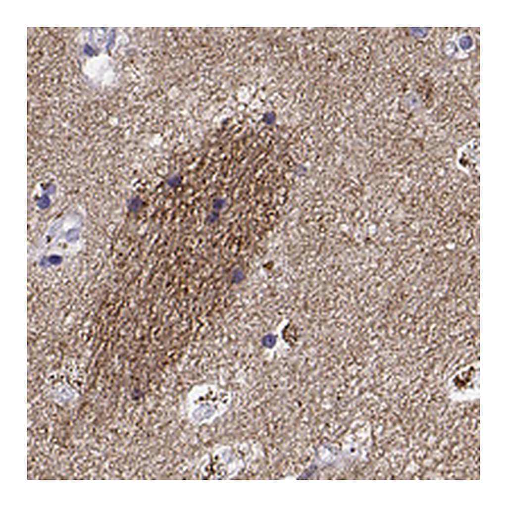 Atlas Antibodies Anti-GNG7 Antibody