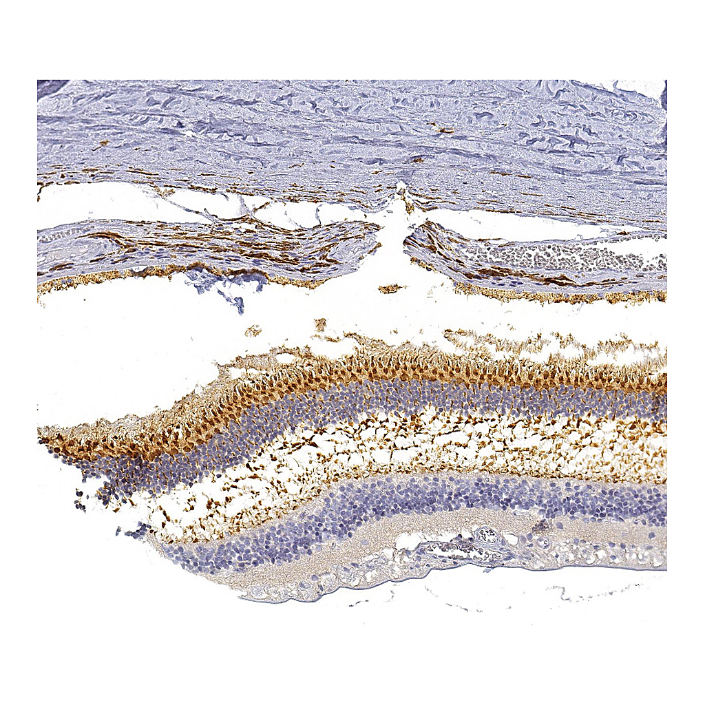 Atlas Antibodies Anti-GNGT2 Antibody