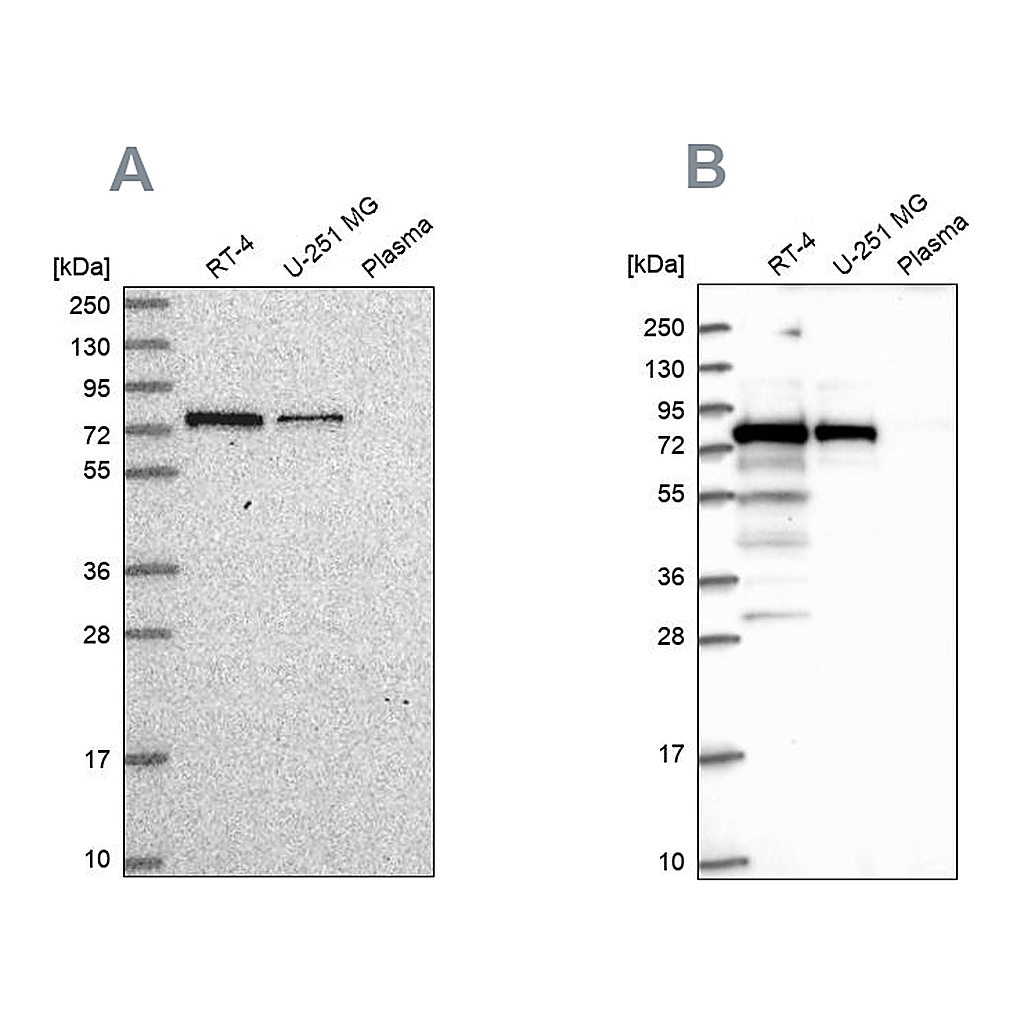 Atlas Antibodies Anti-GNL1 Antibody
