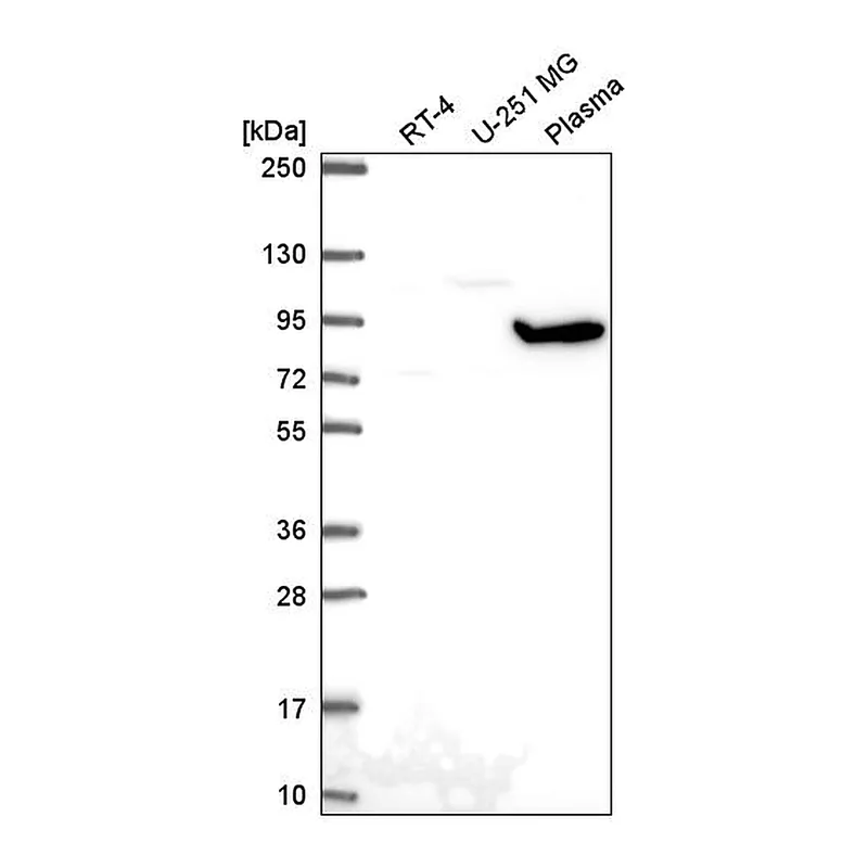 Atlas Antibodies Anti-GNL2 Antibody