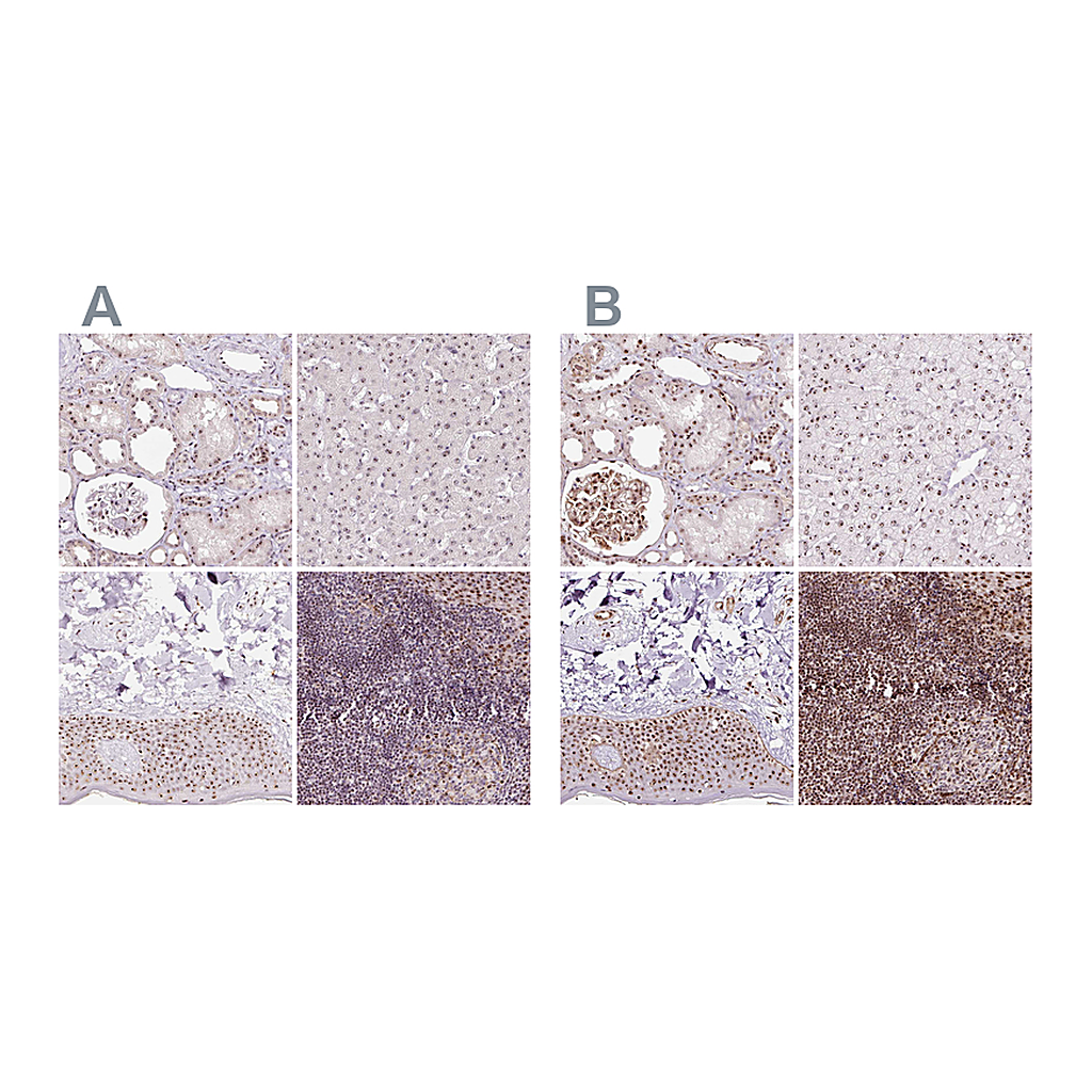 Atlas Antibodies Anti-GNL3 Antibody
