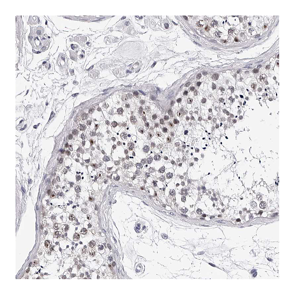 Atlas Antibodies Anti-GNL2 Antibody