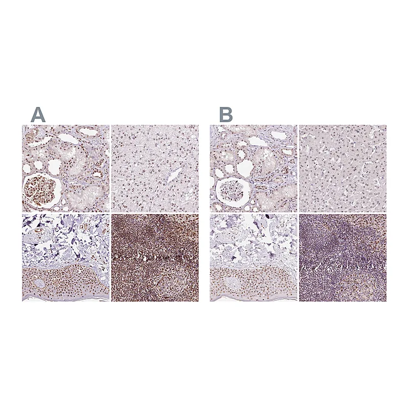 Atlas Antibodies Anti-GNL3 Antibody