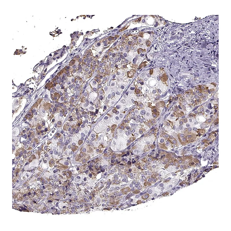 Atlas Antibodies Anti-GNRHR Antibody