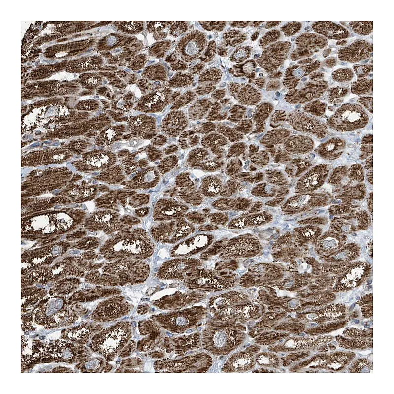 Atlas Antibodies Anti-GOLGA4 Antibody