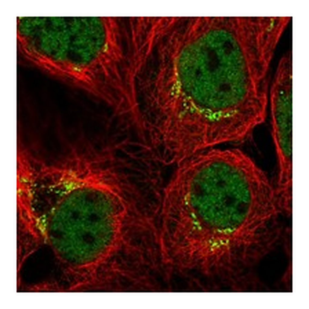 Atlas Antibodies Anti-GOLGA4 Antibody