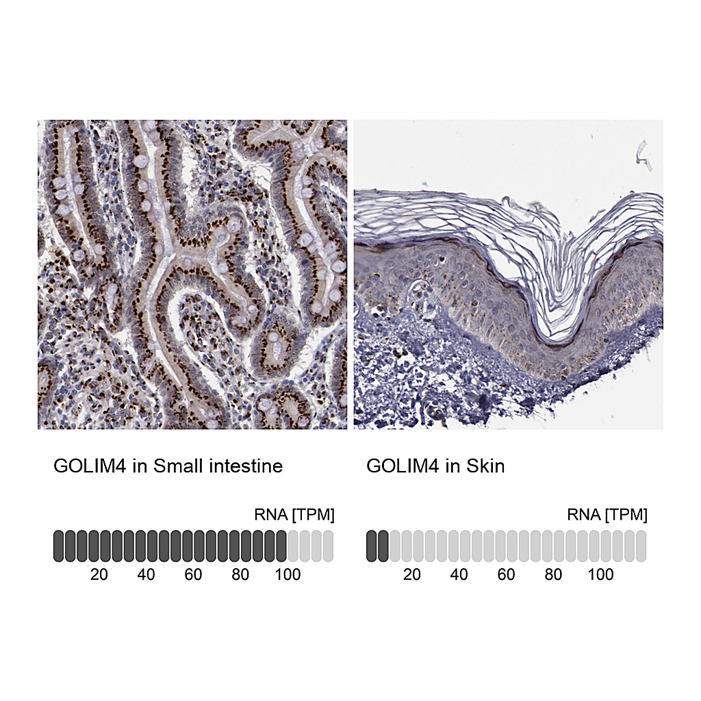 Atlas Antibodies Anti-GOLIM4 Antibody