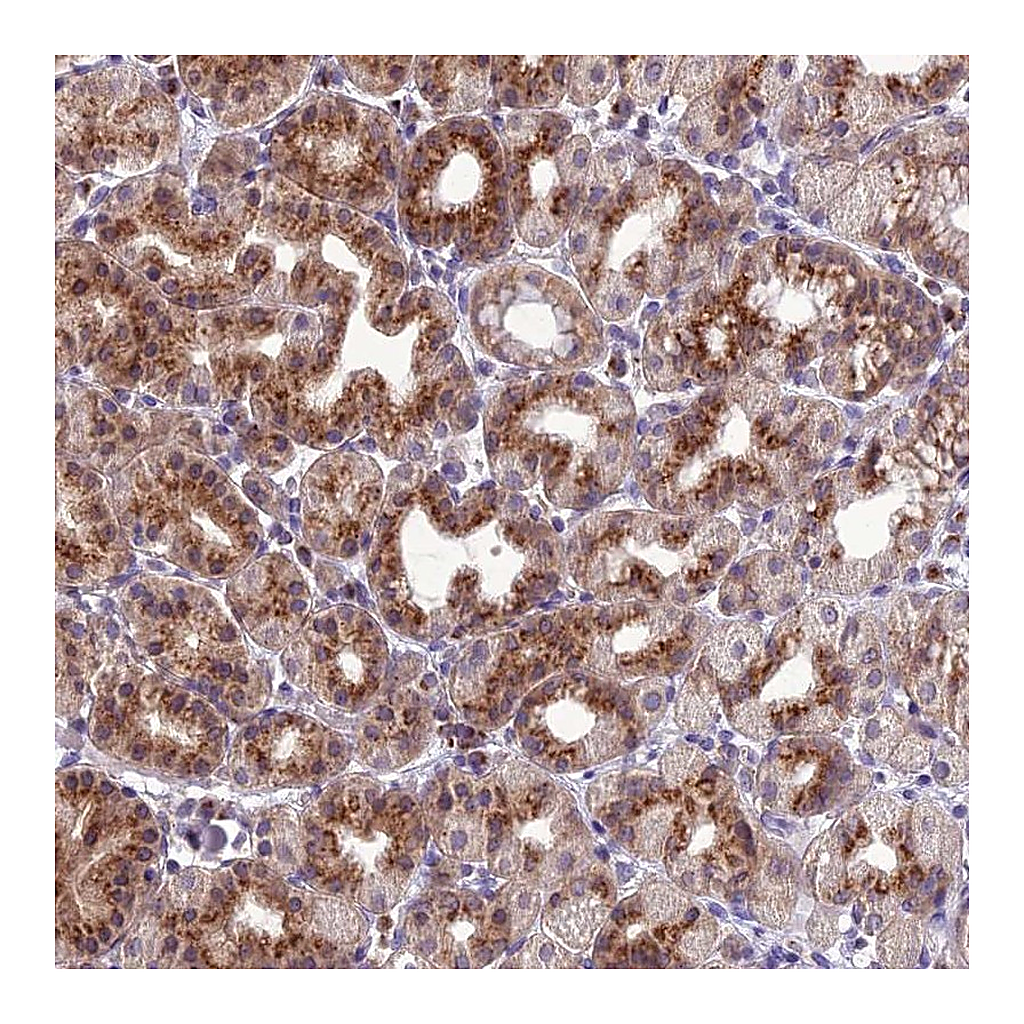 Atlas Antibodies Anti-GOLPH3 Antibody