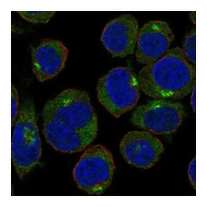 Atlas Antibodies Anti-GOLPH3L Antibody