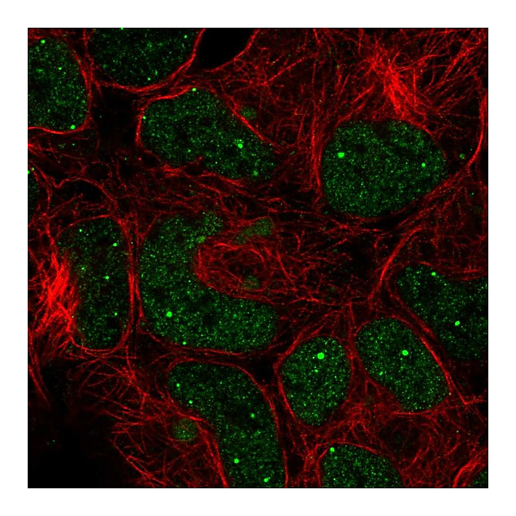 Atlas Antibodies Anti-GON4L Antibody