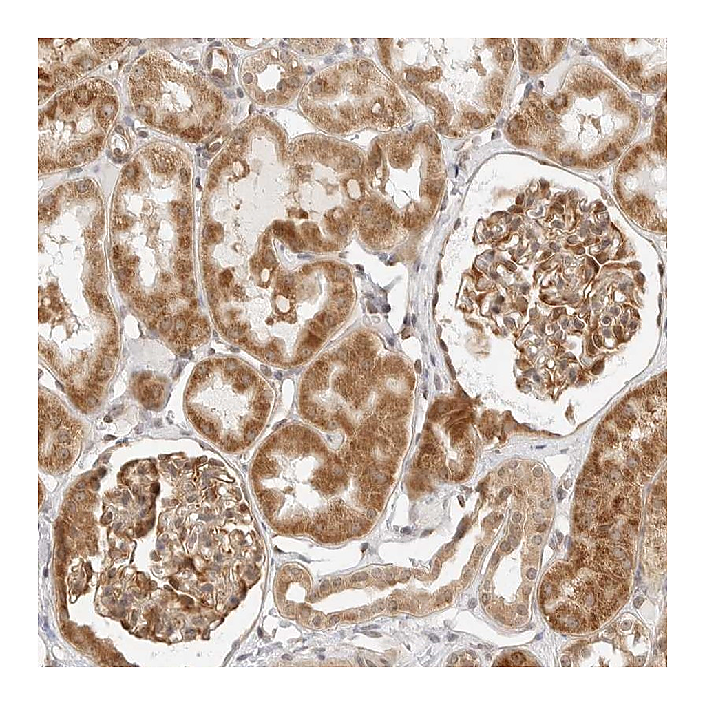 Atlas Antibodies Anti-GORAB Antibody
