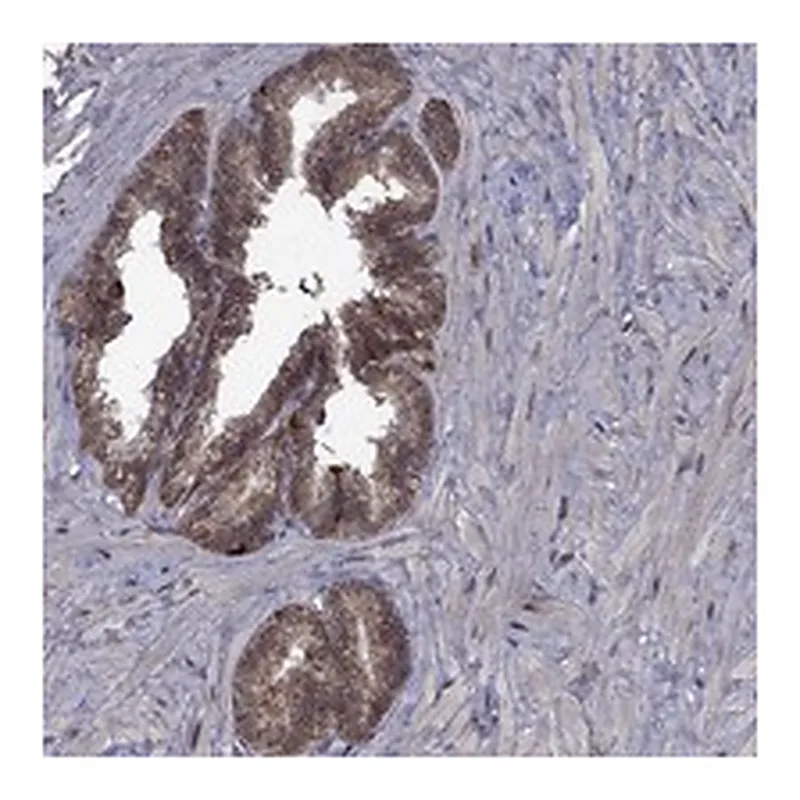 Atlas Antibodies Anti-GPAA1 Antibody