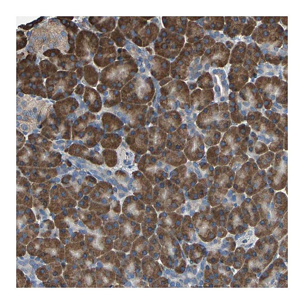 Atlas Antibodies Anti-GPANK1 Antibody
