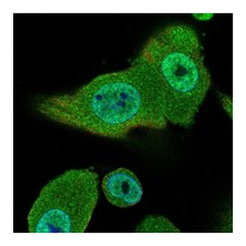 Atlas Antibodies Anti-GPC4 Antibody