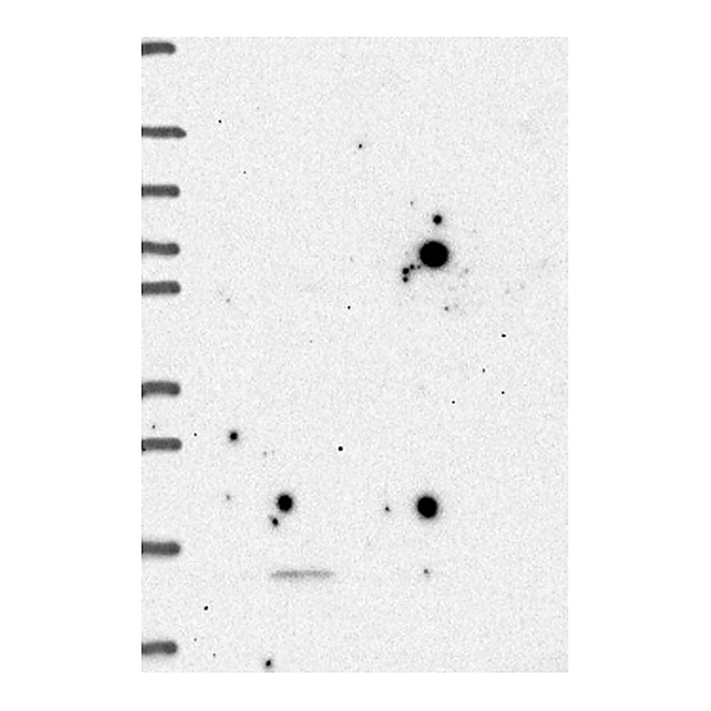 Atlas Antibodies Anti-GPHA2 Antibody