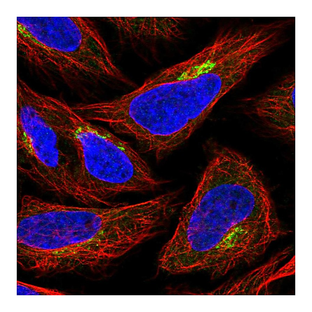 Atlas Antibodies Anti-GPR108 Antibody