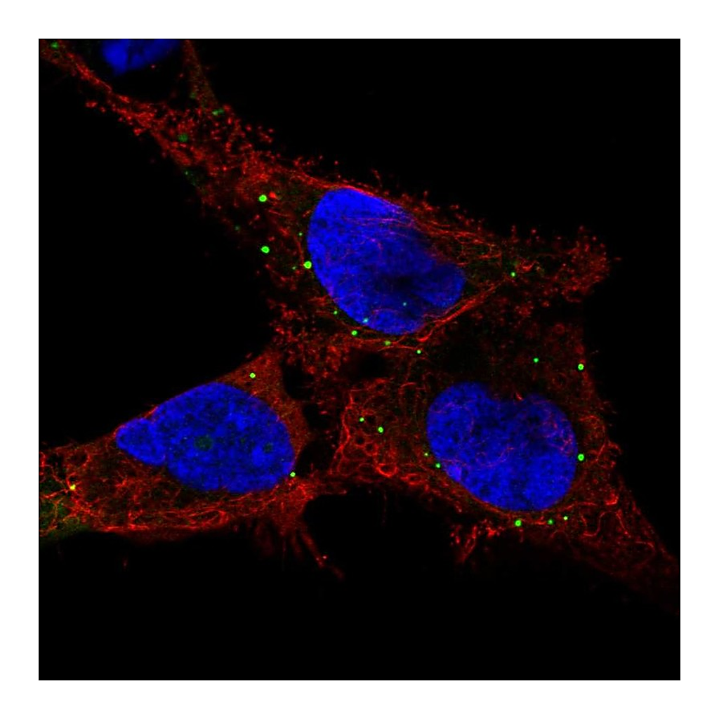 Atlas Antibodies Anti-GPR137C Antibody