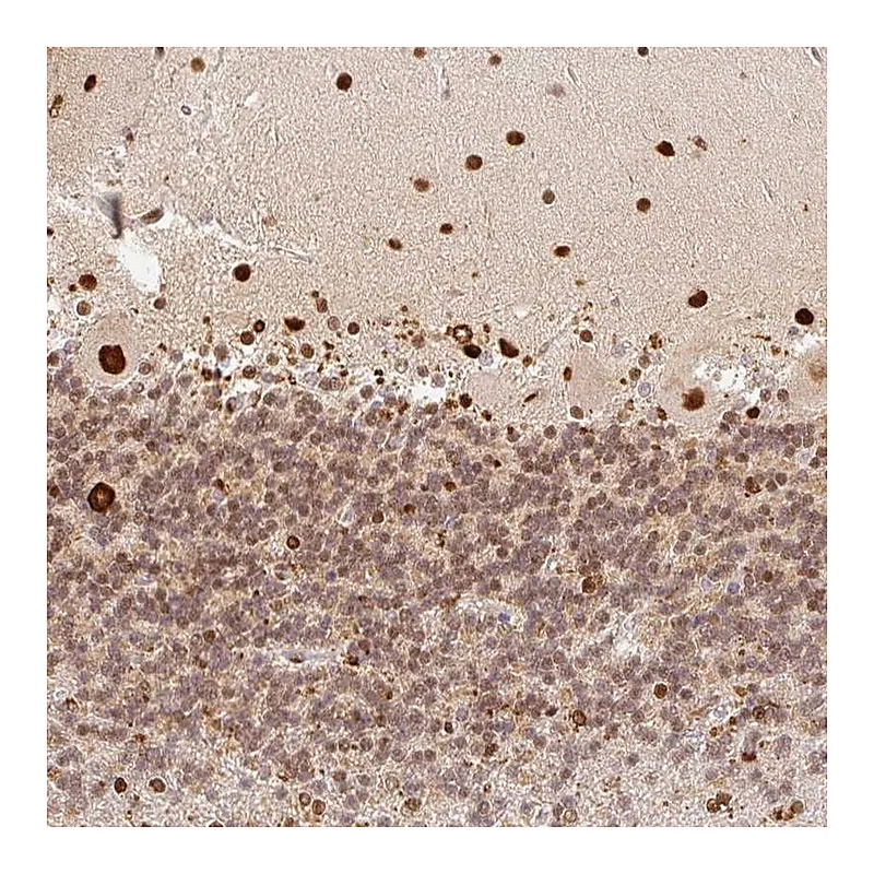 Atlas Antibodies Anti-GPR139 Antibody