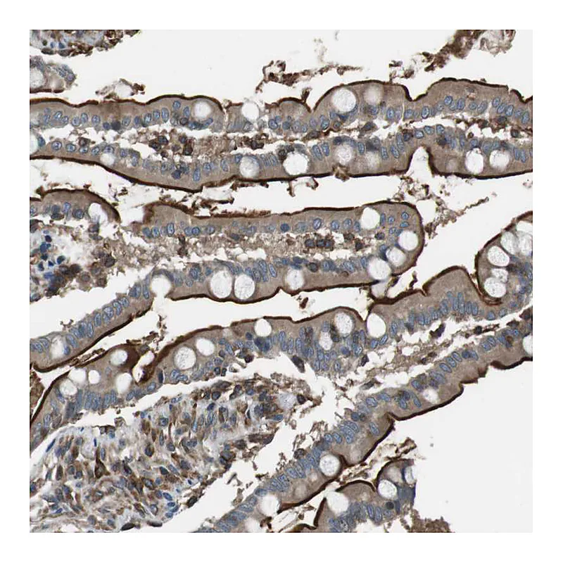 Atlas Antibodies Anti-GPR161 Antibody