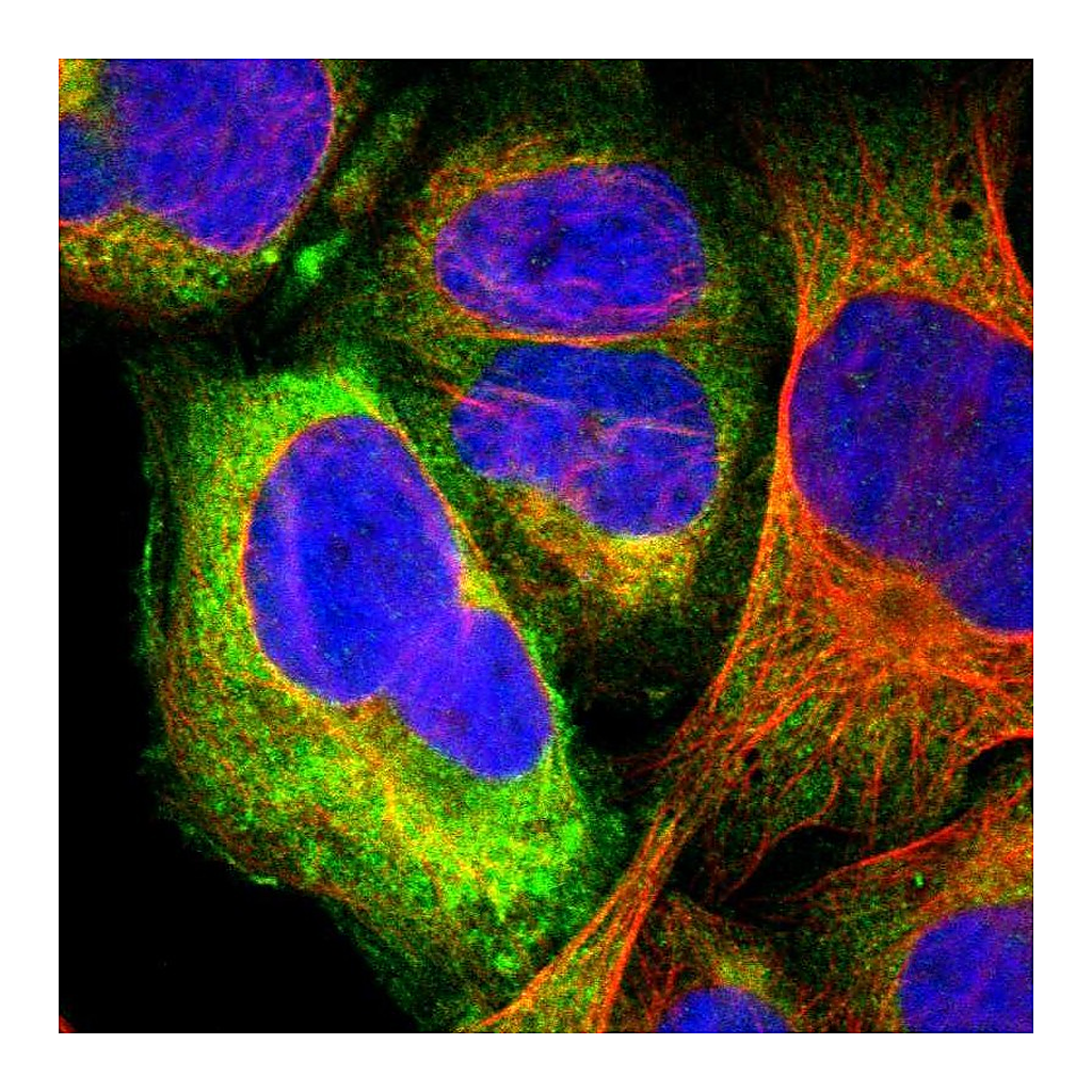 Atlas Antibodies Anti-GPR173 Antibody