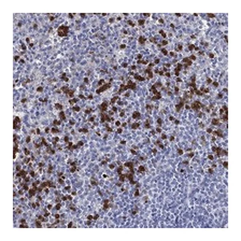 Atlas Antibodies Anti-GPR171 Antibody