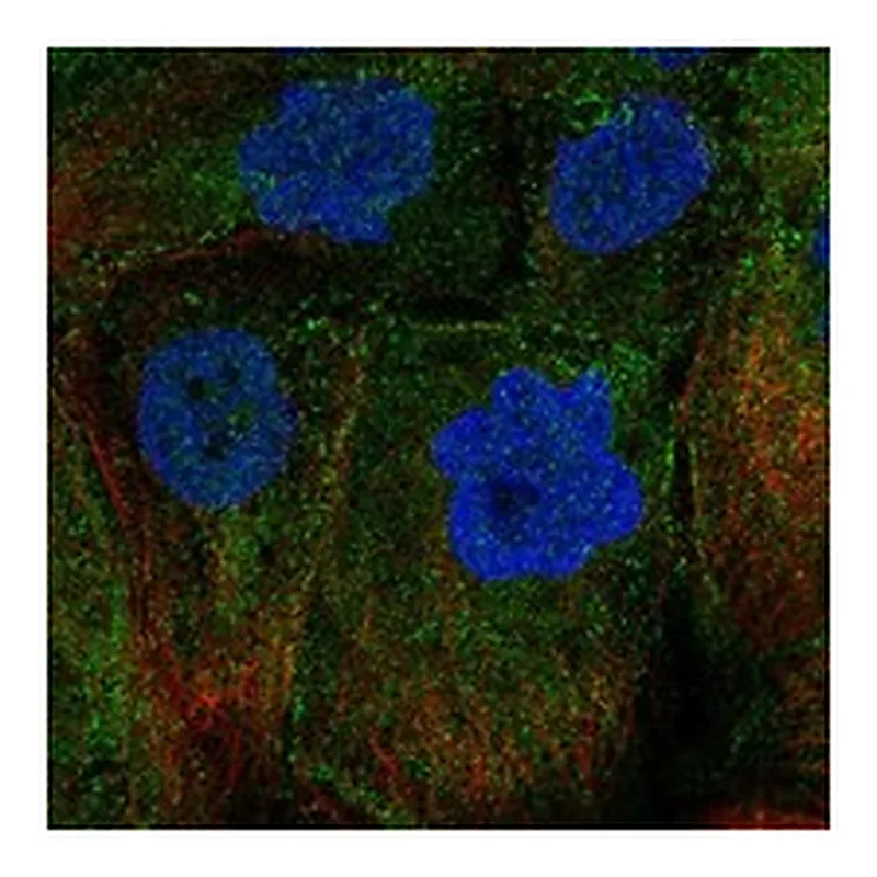 Atlas Antibodies Anti-GPR20 Antibody