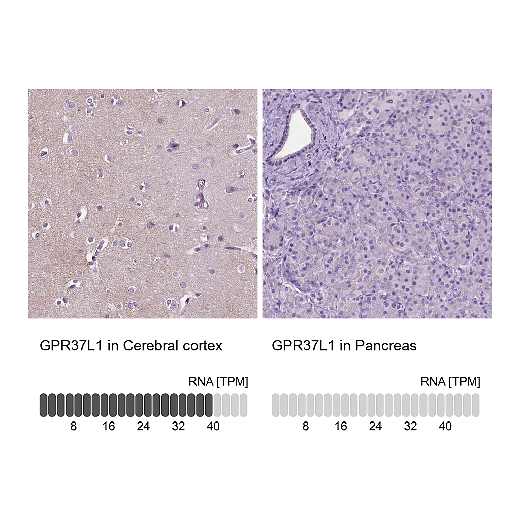Atlas Antibodies Anti-GPR37L1 Antibody