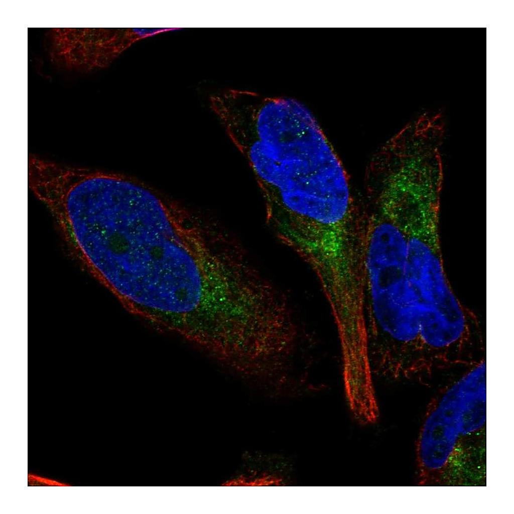 Atlas Antibodies Anti-GPR65 Antibody