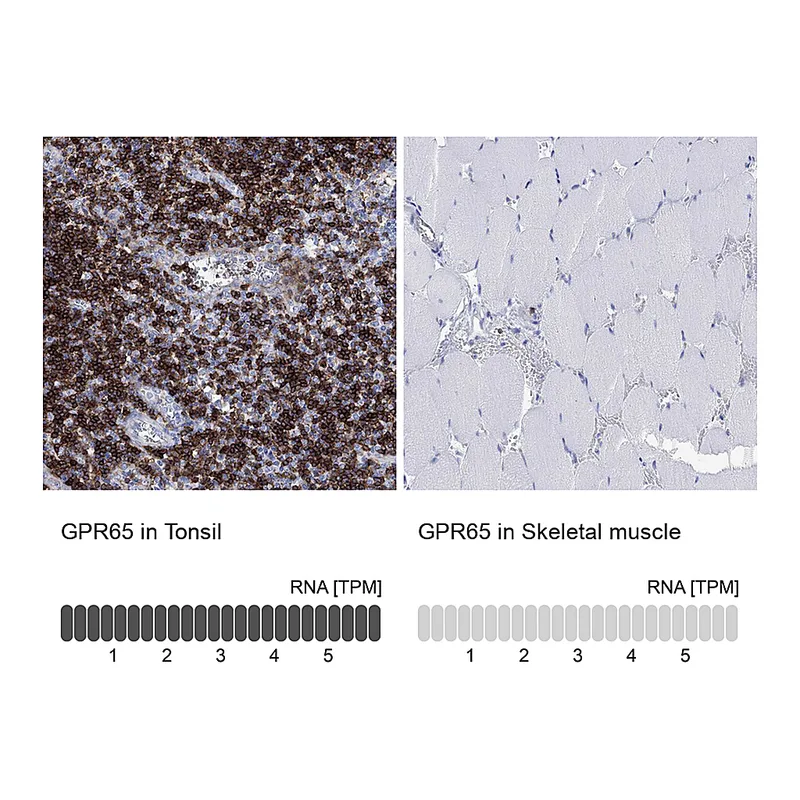 Atlas Antibodies Anti-GPR65 Antibody