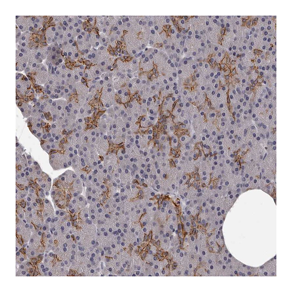 Atlas Antibodies Anti-GPR78 Antibody