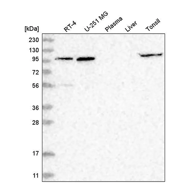Atlas Antibodies Anti-GPRIN1 Antibody