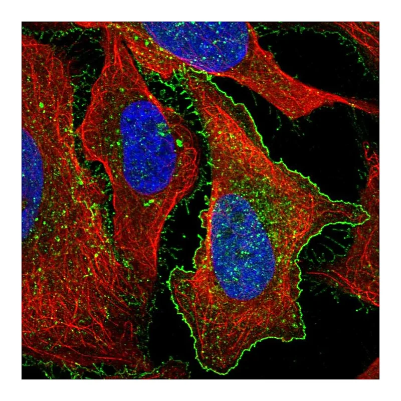 Atlas Antibodies Anti-GPRC5A Antibody