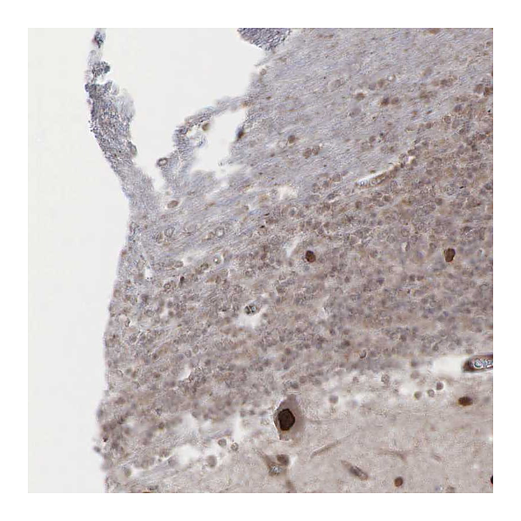 Atlas Antibodies Anti-GPRASP1 Antibody